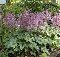 Heucherella (x) 'Pink Fizz'