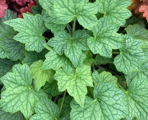Heuchera 'Veggy Dinosaur'