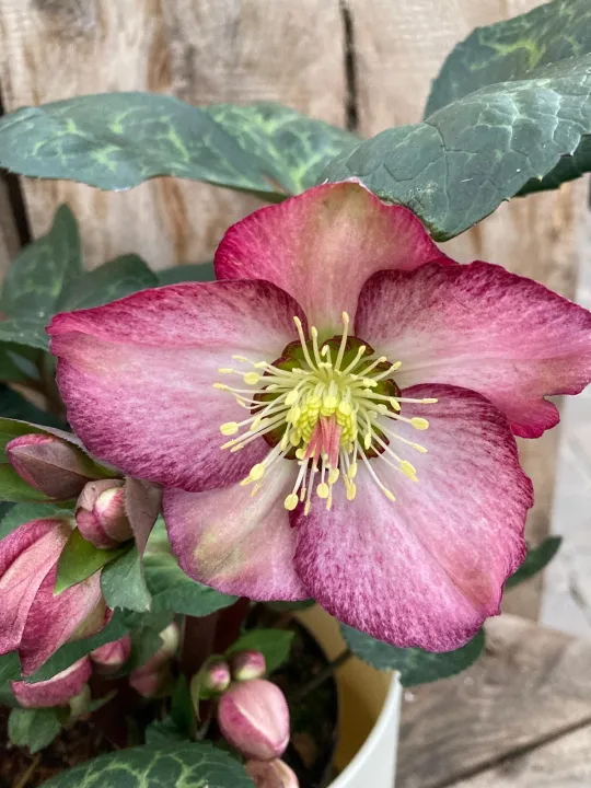 Helleborus 'Elemental'