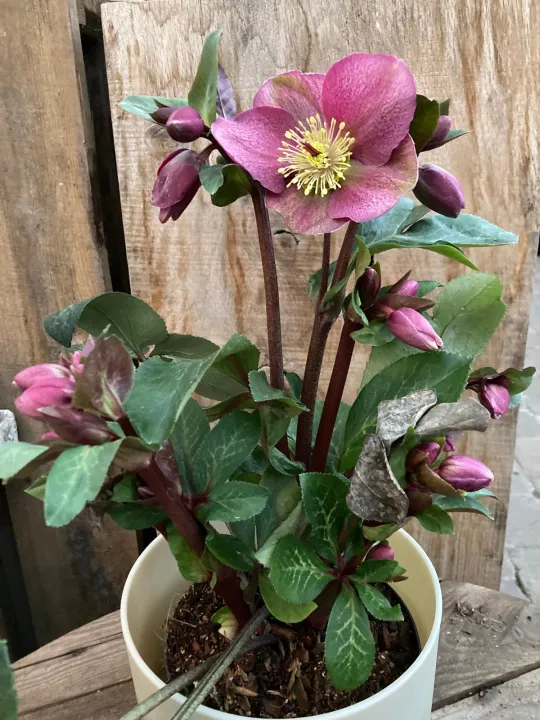 Helleborus 'Frostkiss Rhythm Pink'