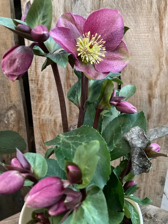 Helleborus 'Frostkiss Rhythm Pink'
