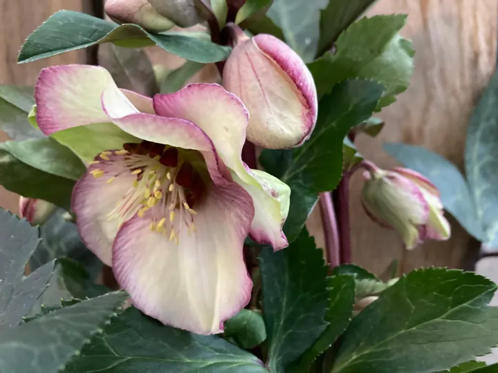 Helleborus 'Magico'