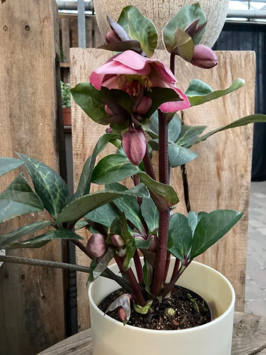 Helleborus 'Penny's Pink'