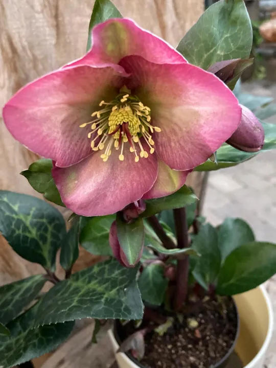 Helleborus 'Penny's Pink'