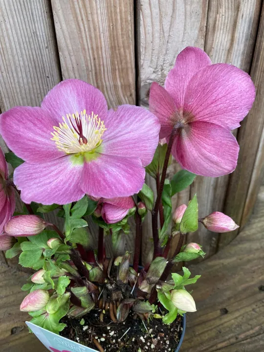 Helleborus 'Sifra xl'