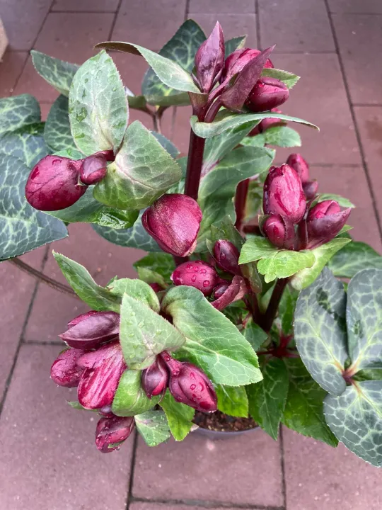Helleborus 'Vibey Velvet'