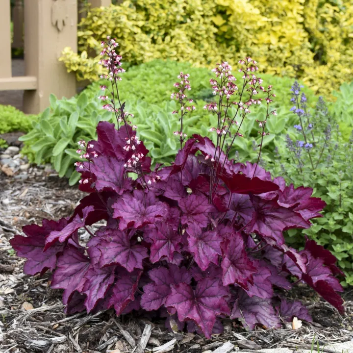 Heuchera 'Wild rose'
