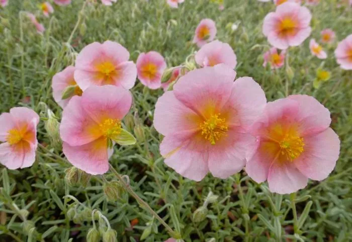 Helianthemum 'Wisley Pink' (Rhodanthe Carneum)
