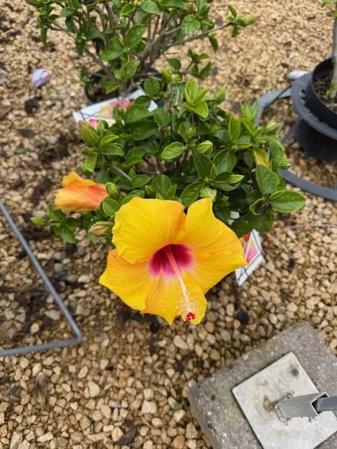 Hibiscus rosa sin