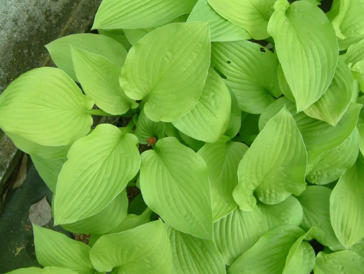 Hosta 'Zodiac'
