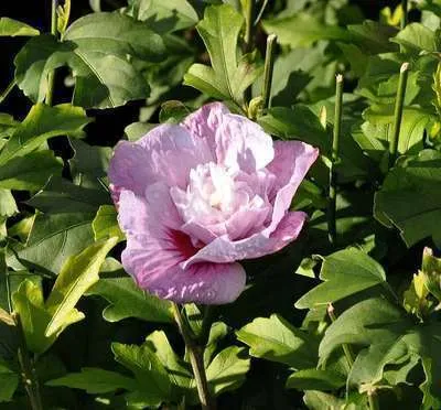 Hibiscus syriacus 'Lavender Chiffon'