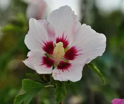 Hibiscus syriacus 'Red Heart'