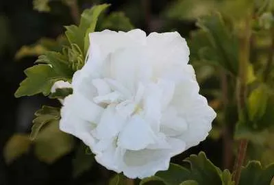 Hibiscus syriacus 'White Chiffon'