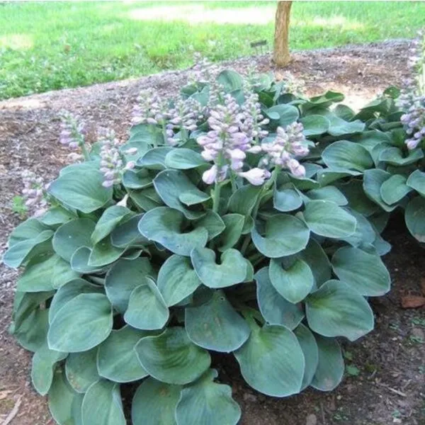 Hosta 'Blue Mouse Ears'