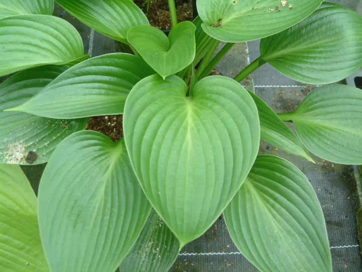 Hosta 'Devon Green'
