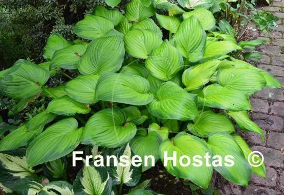 Hosta plantaginea 'Guacamole'