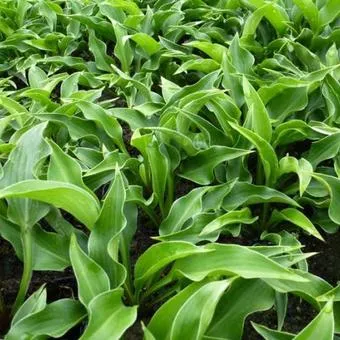 Hosta 'Harry Van Trier'