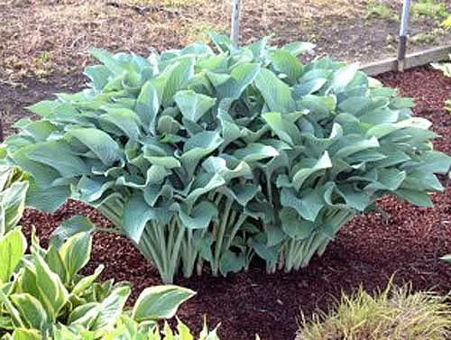 Hosta 'Krossa Regal'