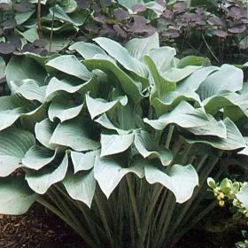 Hosta 'Krossa Regal'