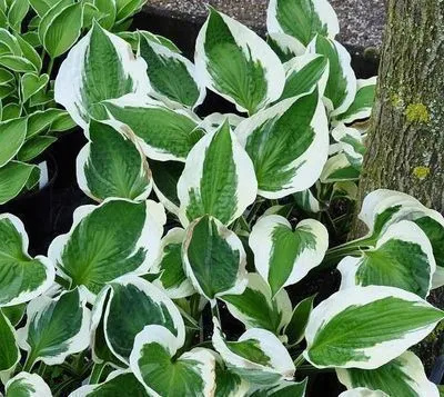 Hosta 'Patriot'