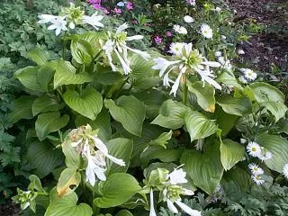 Hosta 'Grandiflora' (plantaginea)