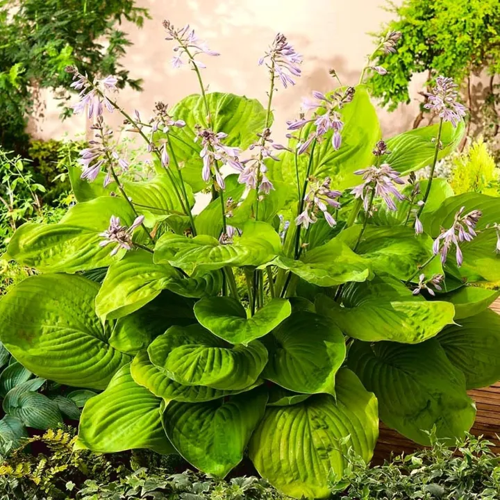 Hosta 'Sum And Substance'