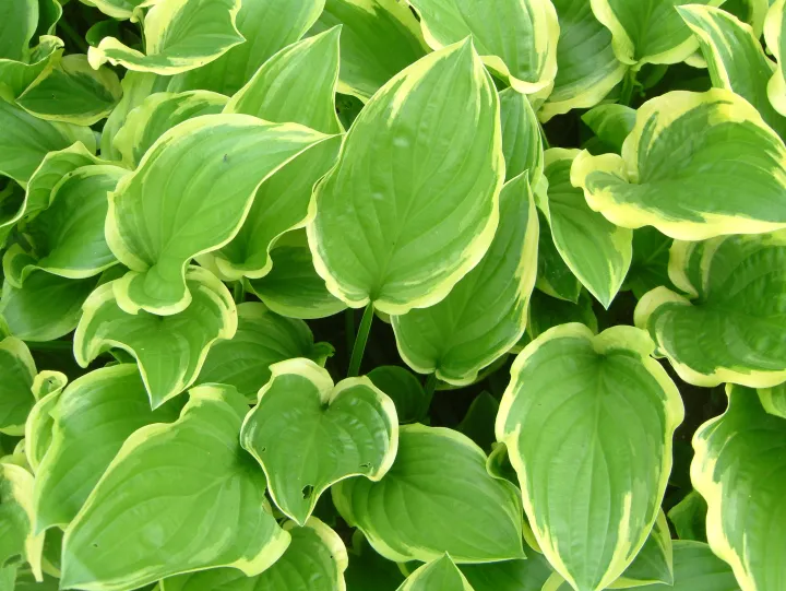 Hosta 'So Sweet'