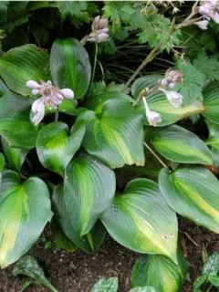 Hosta 'Zodiac'