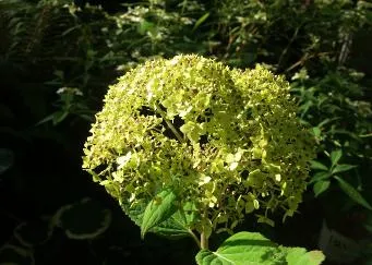 Hydrangea arborescens 'Lime Rickey'