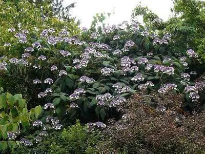 Hydrangea aspera 'Macrophylla'