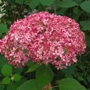 Hydrangea arborescens 'Pink Annabelle'