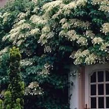 Hydrangea anomala 'Petiolaris'