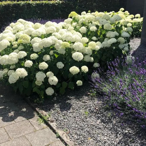 Hydrangea arborescens 'Strong Annabelle'