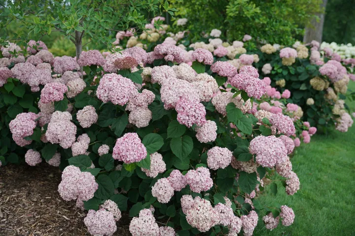 Hydrangea arborescens 'Sweet Annabelle'