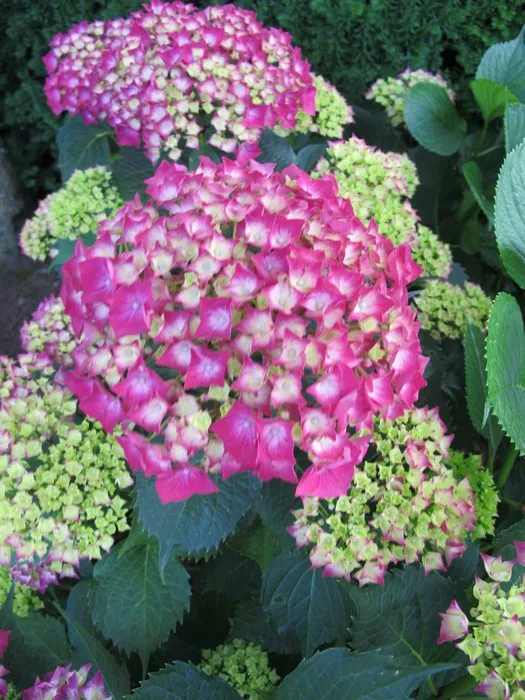 Hydrangea macrophylla 'Leuchtfeuer'