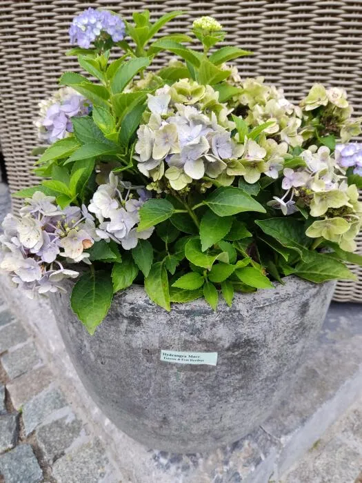 Hydrangea macr. 'Forever & Ever Hortbux'