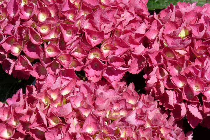 Hydrangea macrophylla 'Alpengluhen'