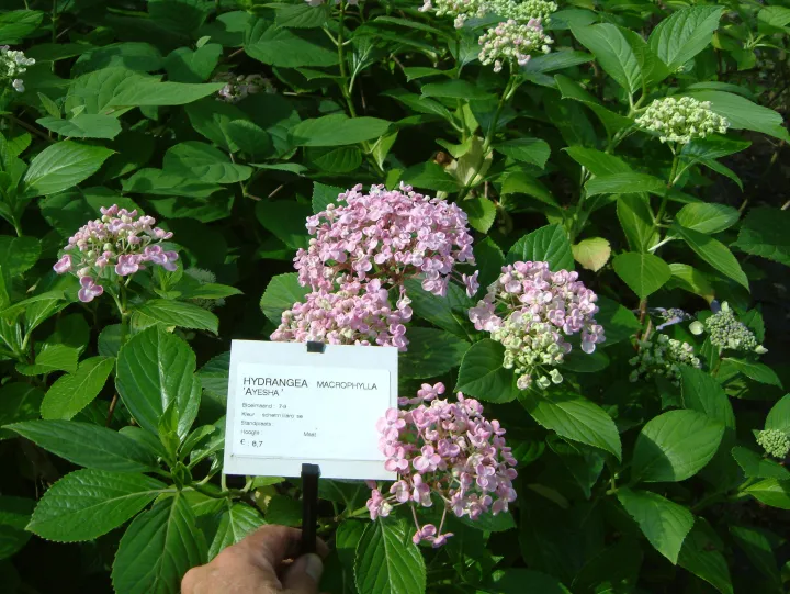 Hydrangea macrophylla 'Ayesha'