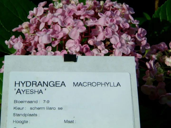 Hydrangea macrophylla 'Ayesha'