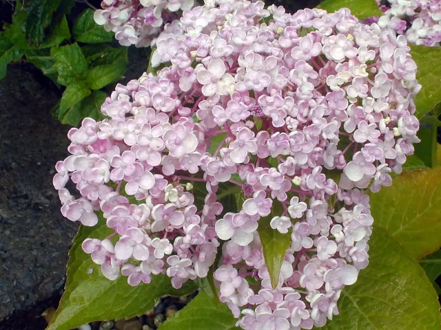 Hydrangea macrophylla 'Ayesha'