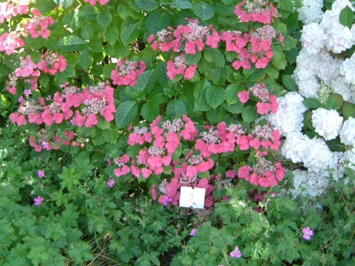 Hydrangea macrophylla 'Blaumeise' (teller blue)