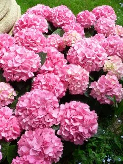 Hydrangea macrophylla 'Bouquet Rose'