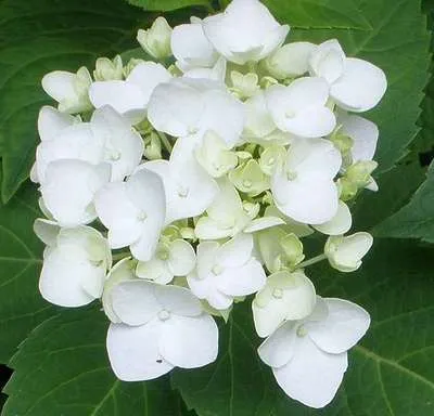 Hydrangea macr.endl.sum 'The Bride'