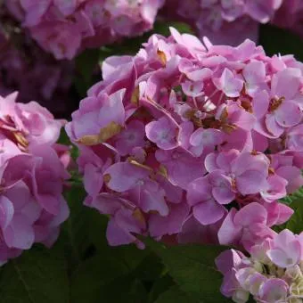Hydrangea macr.endl.sum 'The Original'