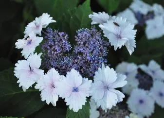 Hydrangea macrophylla 'Koria'