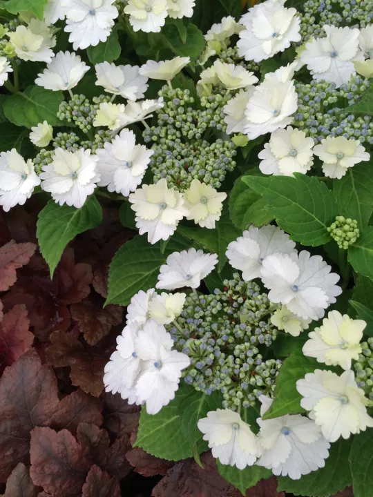 Hydrangea macrophylla 'Koria'
