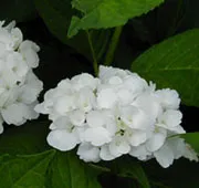 Hydrangea macrophylla 'Mme E. Mouillere'