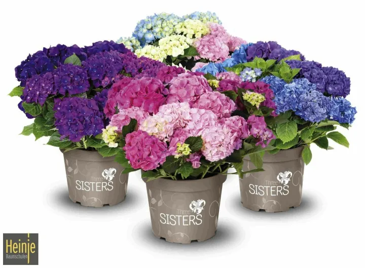 Hydrangea macr. MIX