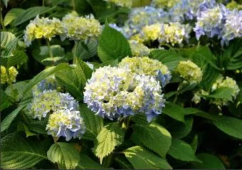 Hydrangea macrophylla 'Nikko Blue'