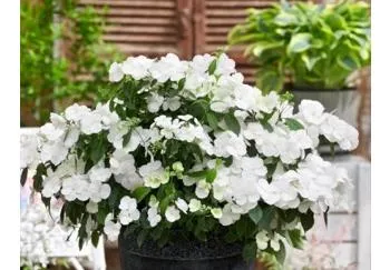 Hydrangea macrophylla 'Runaway Bride'